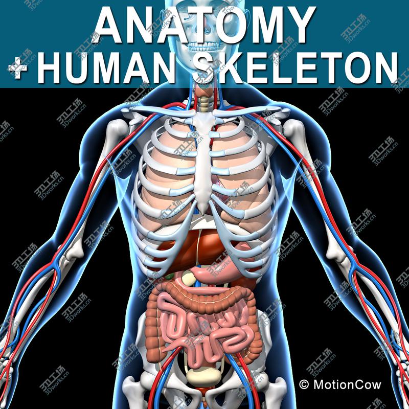 images/goods_img/20210113/Skeleton & Anatomy/1.jpg